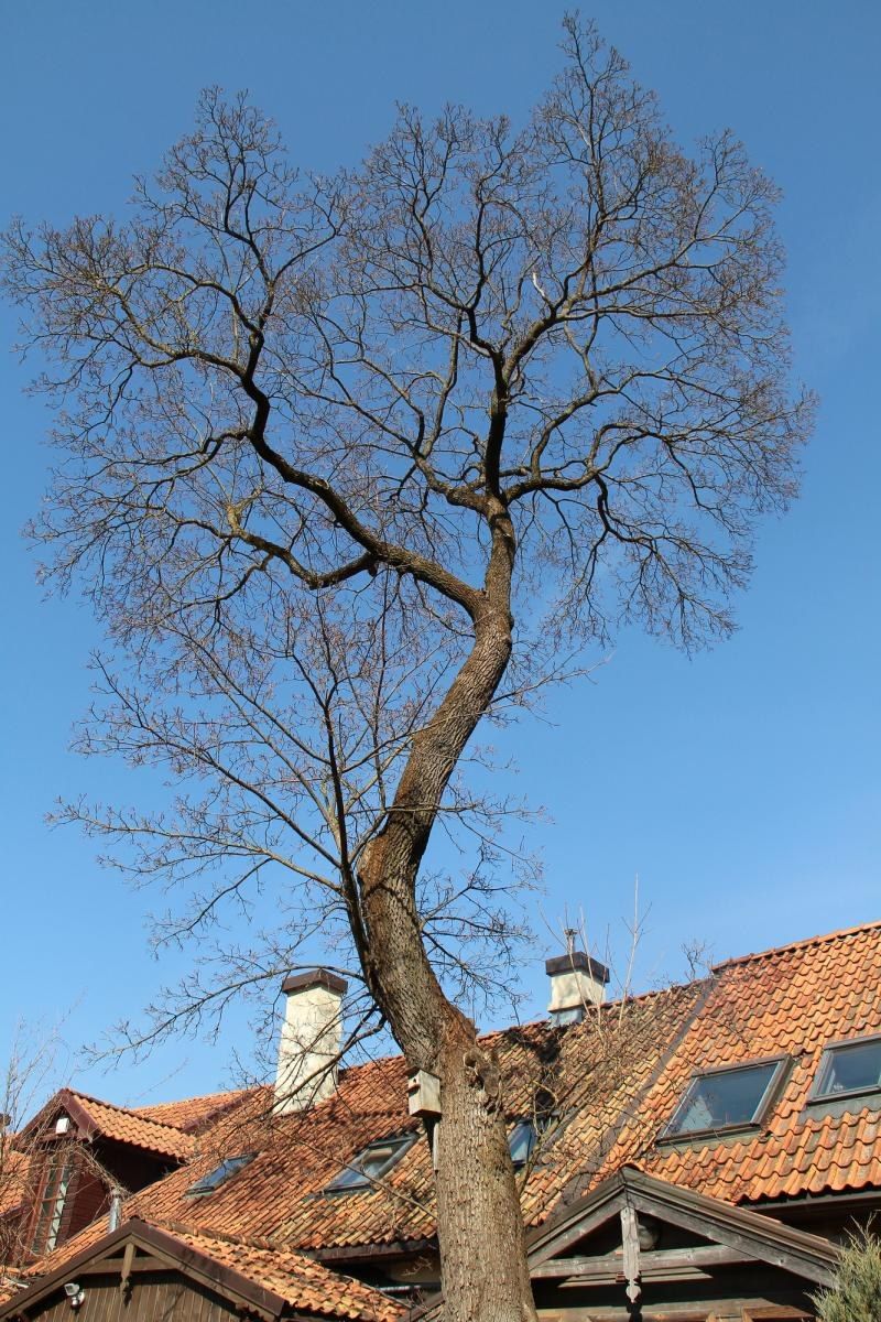 Démontage d’arbre sur corde près d’une maison