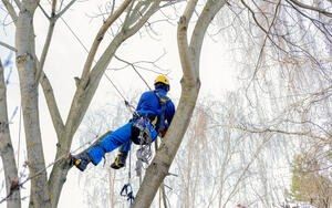Démontage d’arbre au-dessus d’une maison