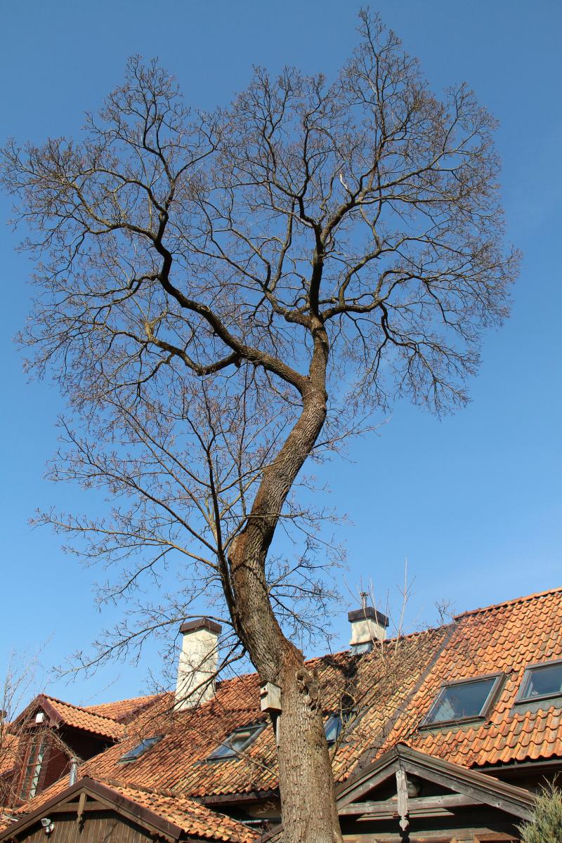 D&eacute;montage d&rsquo;arbre sur corde pr&egrave;s d&rsquo;une maison