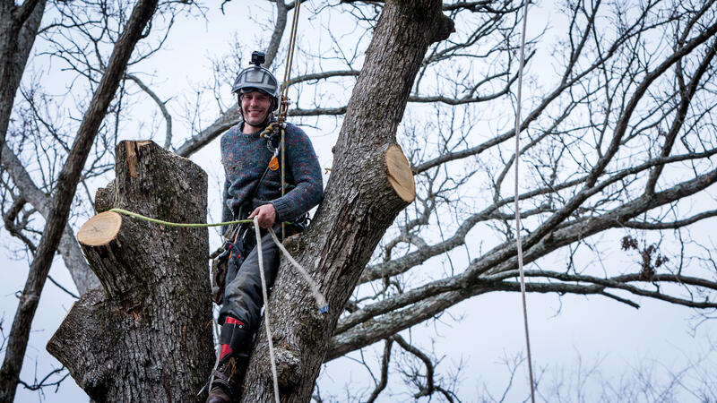 Abattage et d&eacute;montage d&rsquo;arbres &agrave; Pertuis